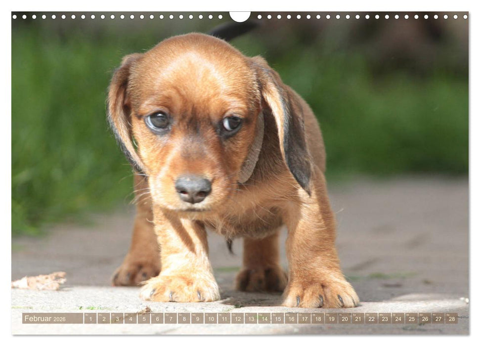 Rauhaarige Welpenstube (CALVENDO Wandkalender 2026)