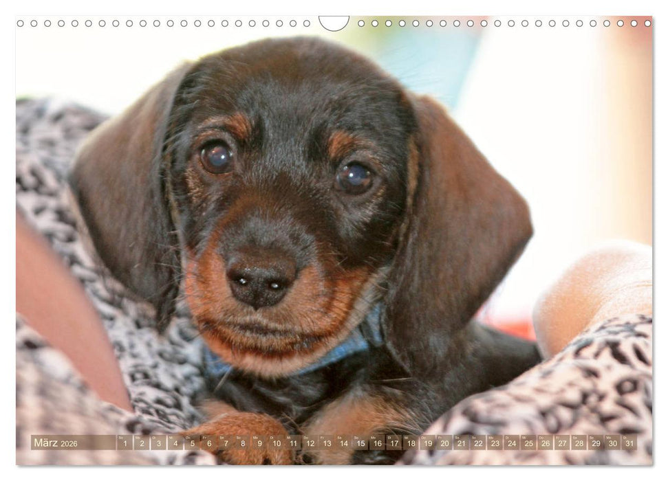 Rauhaarige Welpenstube (CALVENDO Wandkalender 2026)