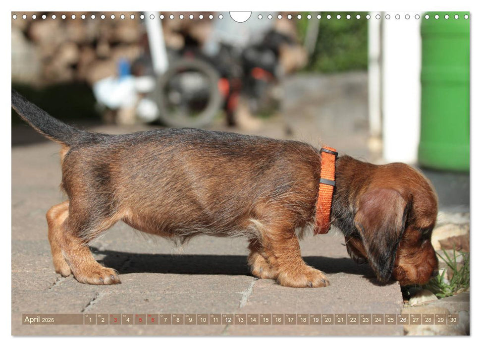 Rauhaarige Welpenstube (CALVENDO Wandkalender 2026)