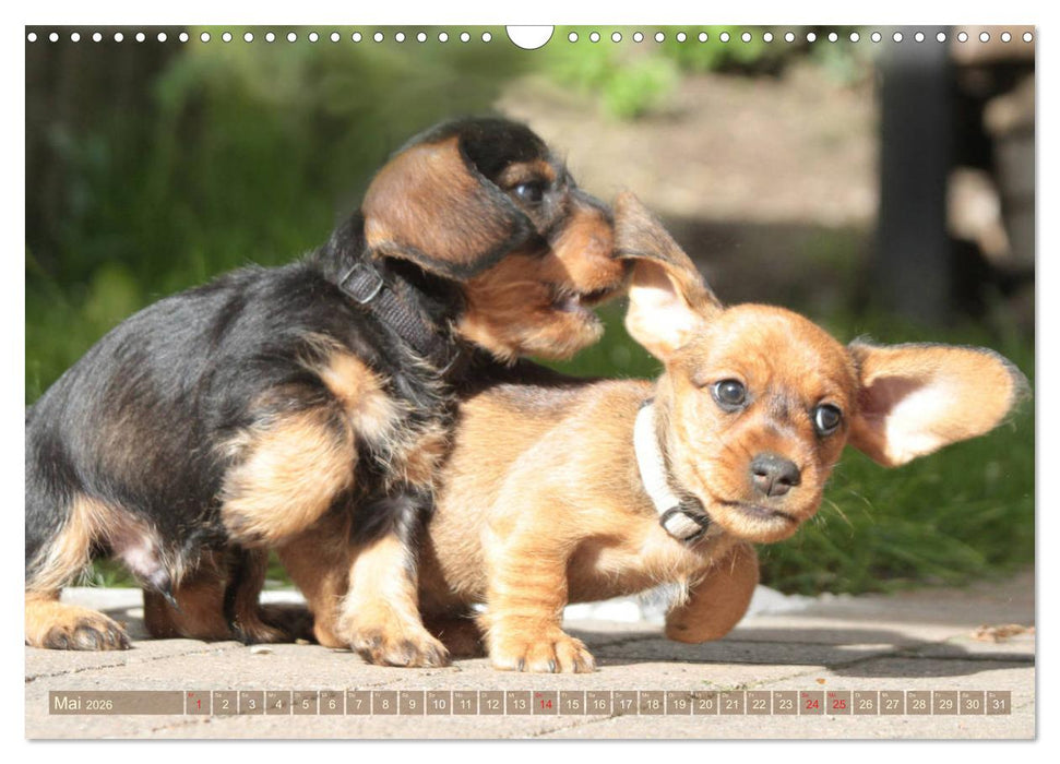 Rauhaarige Welpenstube (CALVENDO Wandkalender 2026)
