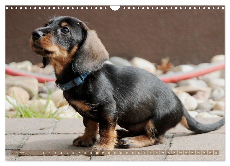 Rauhaarige Welpenstube (CALVENDO Wandkalender 2026)