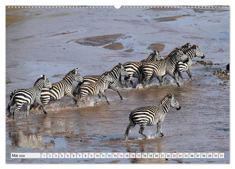 Faszination Afrika: Zebras (CALVENDO Premium Wandkalender 2026)