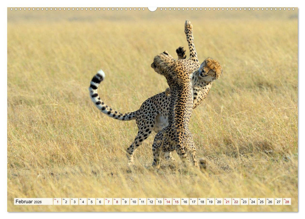 Faszinaton Afrika: Geparde (CALVENDO Premium Wandkalender 2026)