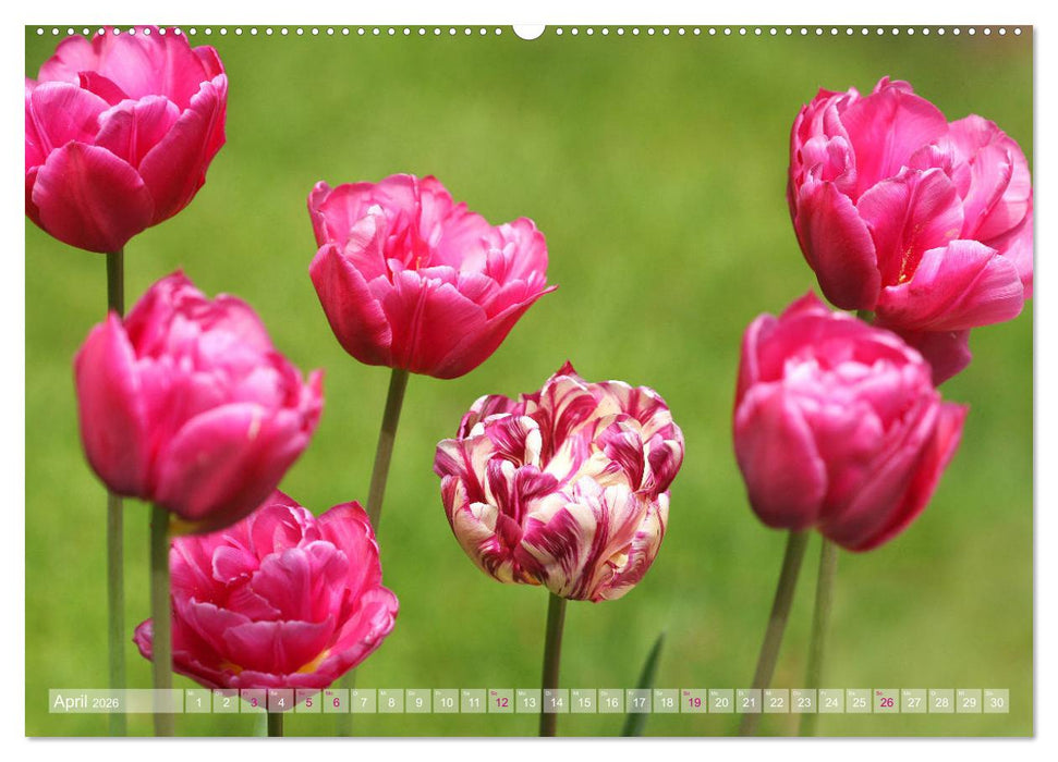 Im Tulpengarten (CALVENDO Premium Wandkalender 2026)