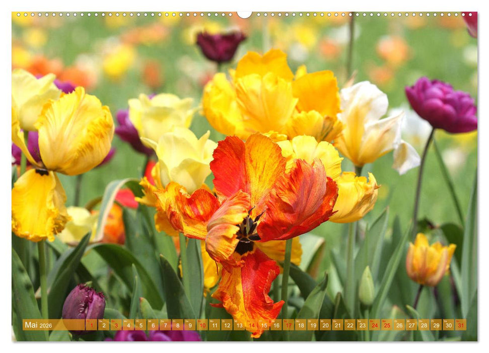 Im Tulpengarten (CALVENDO Premium Wandkalender 2026)
