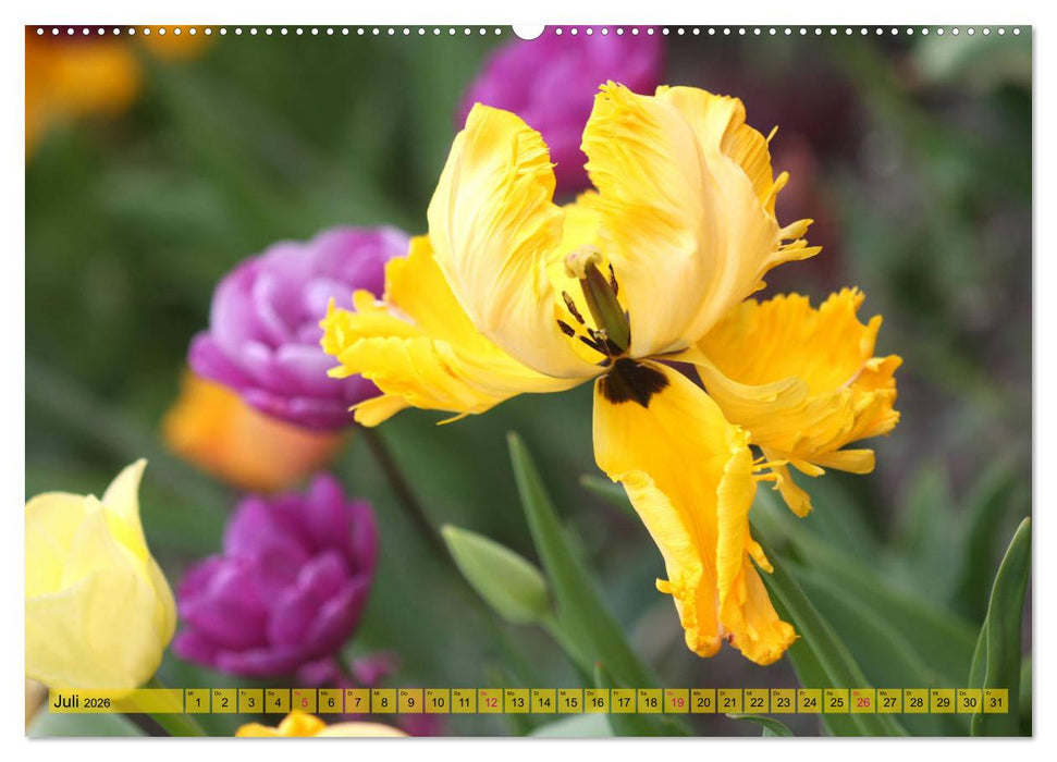 Im Tulpengarten (CALVENDO Premium Wandkalender 2026)