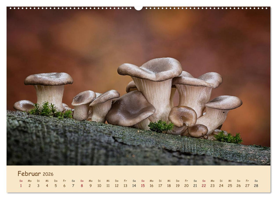 Pilzgalerie - Eindrucksvolle Aufnahmen von unseren heimischen Pilzen (CALVENDO Wandkalender 2026)