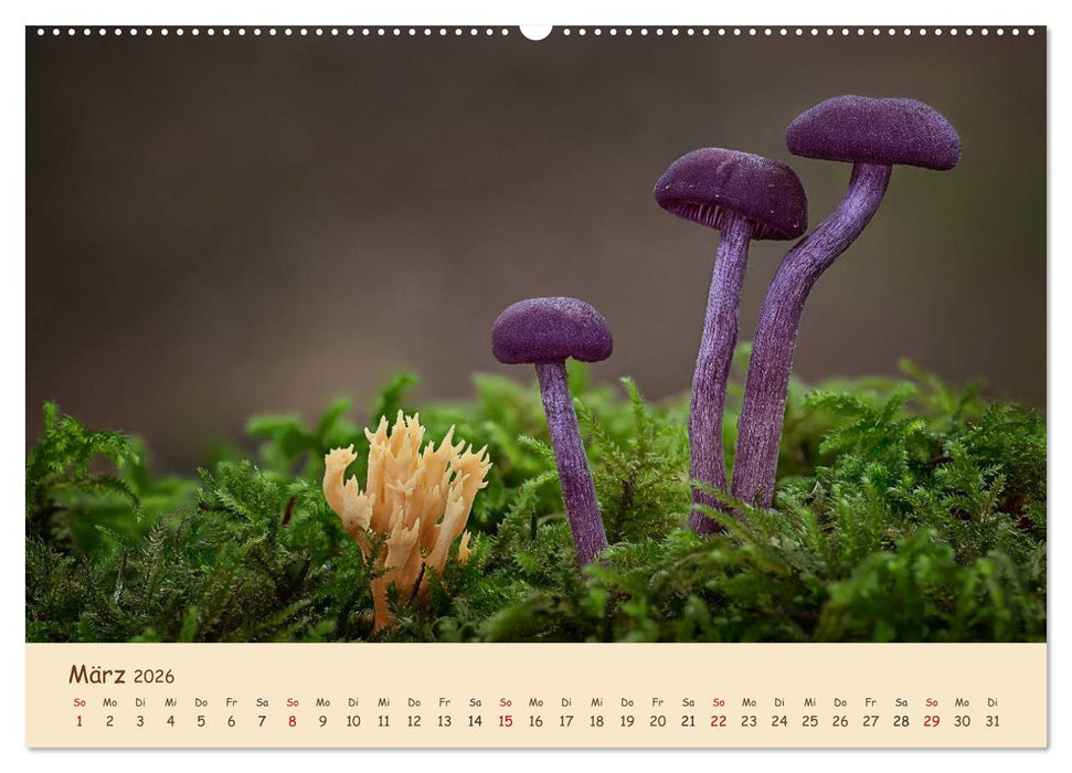 Pilzgalerie - Eindrucksvolle Aufnahmen von unseren heimischen Pilzen (CALVENDO Wandkalender 2026)