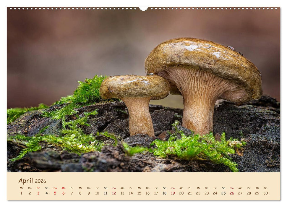 Pilzgalerie - Eindrucksvolle Aufnahmen von unseren heimischen Pilzen (CALVENDO Wandkalender 2026)
