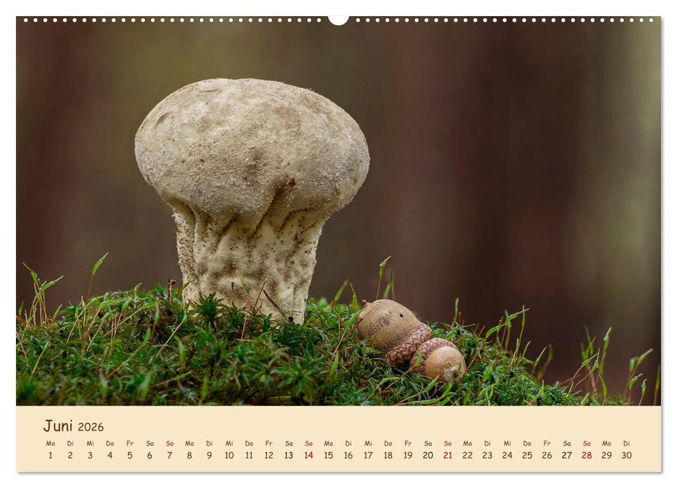 Pilzgalerie - Eindrucksvolle Aufnahmen von unseren heimischen Pilzen (CALVENDO Wandkalender 2026)