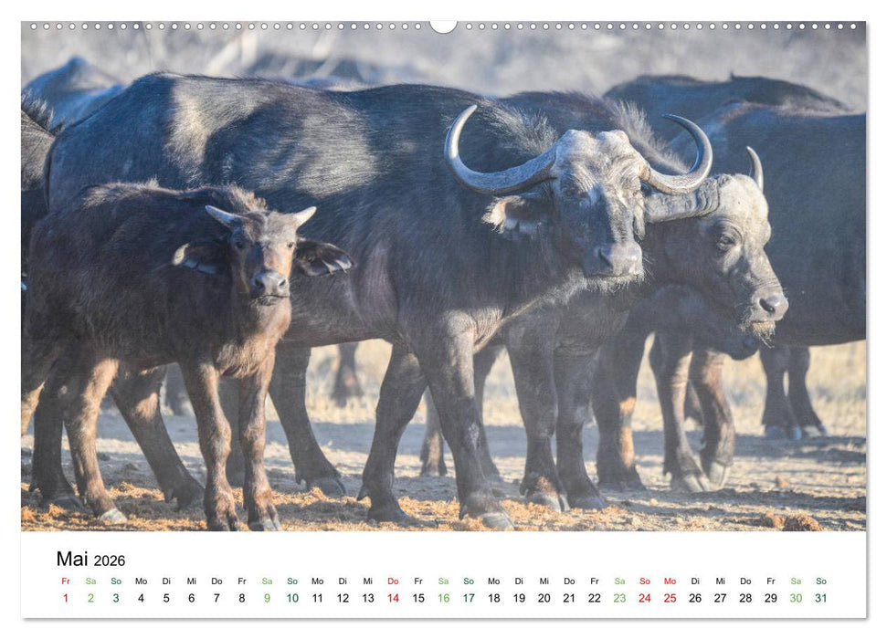 Büffel - wild und schön (CALVENDO Premium Wandkalender 2026)