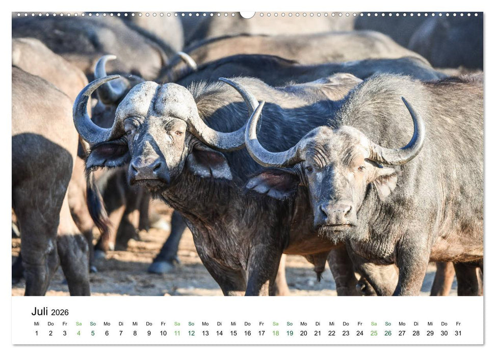 Büffel - wild und schön (CALVENDO Premium Wandkalender 2026)