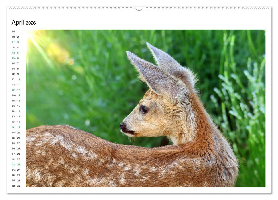 Rehkitze, zierliche Schönheiten mit großen, sanften Augen (CALVENDO Premium Wandkalender 2026)