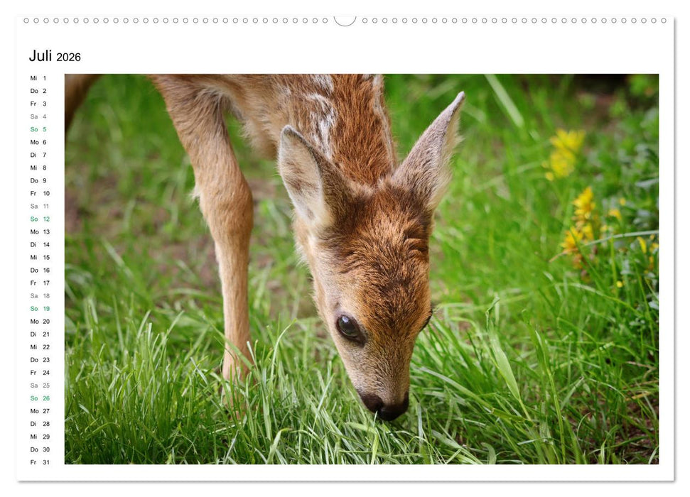 Rehkitze, zierliche Schönheiten mit großen, sanften Augen (CALVENDO Premium Wandkalender 2026)