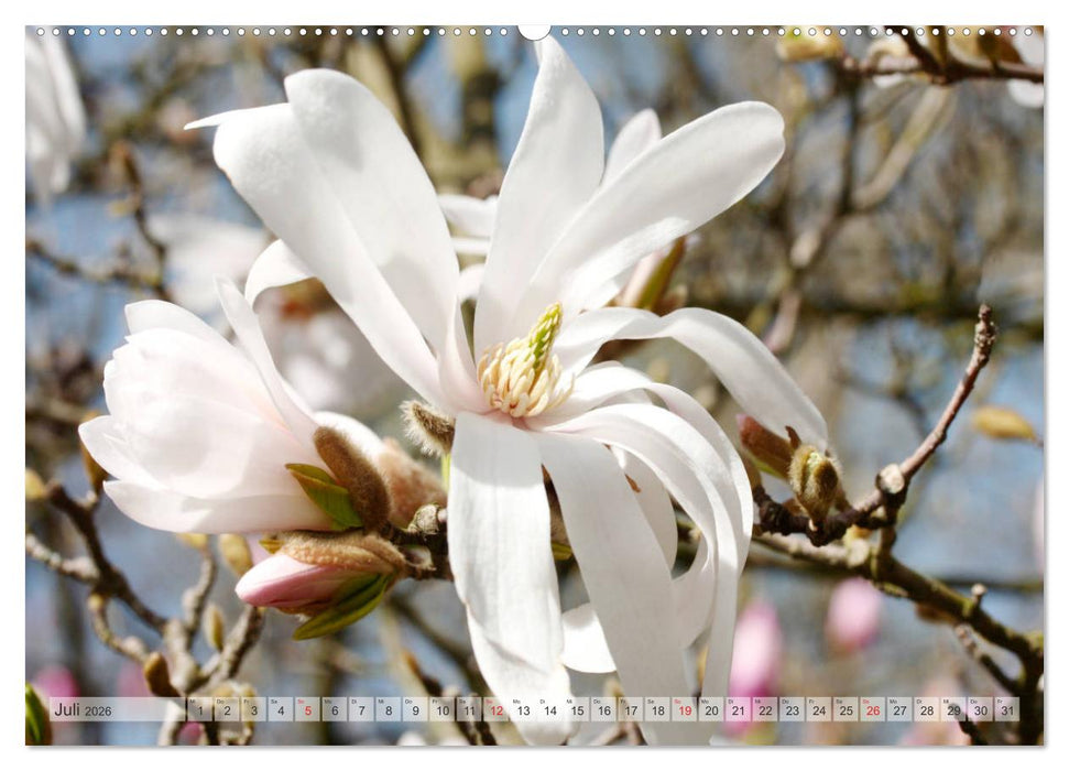 Magnolien Ein Blütenrausch (CALVENDO Premium Wandkalender 2026)