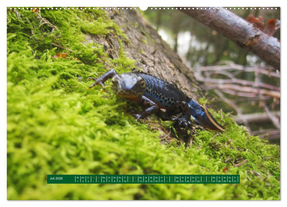 Unterwegs im Deister (CALVENDO Premium Wandkalender 2026)