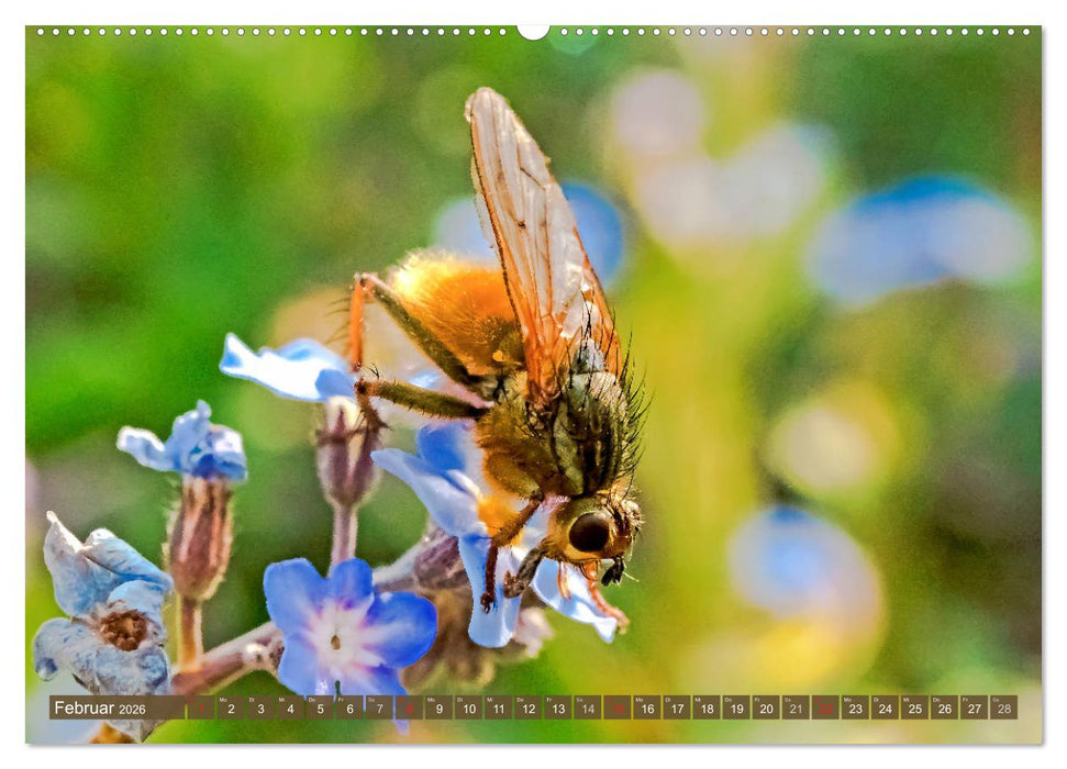 INSEKTEN - Makrofotografie in freier Natur (CALVENDO Premium Wandkalender 2026)