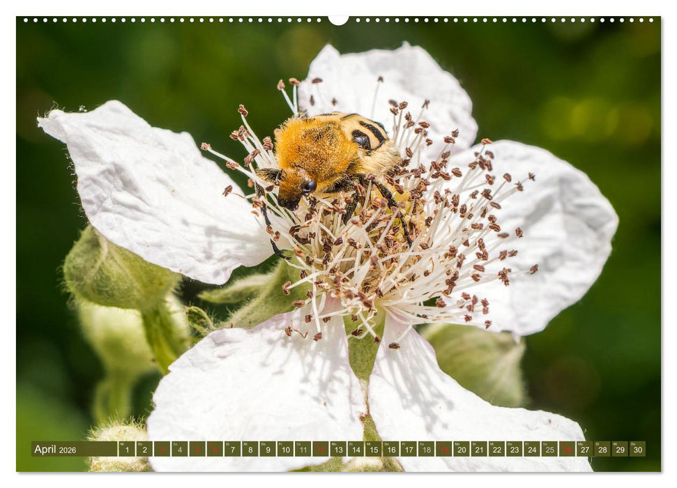 INSEKTEN - Makrofotografie in freier Natur (CALVENDO Premium Wandkalender 2026)