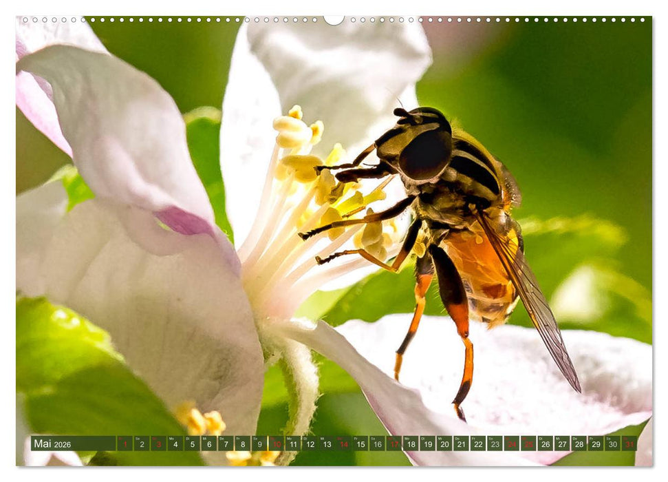 INSEKTEN - Makrofotografie in freier Natur (CALVENDO Premium Wandkalender 2026)