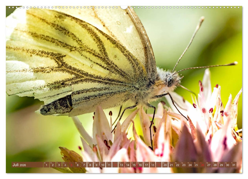 INSEKTEN - Makrofotografie in freier Natur (CALVENDO Premium Wandkalender 2026)
