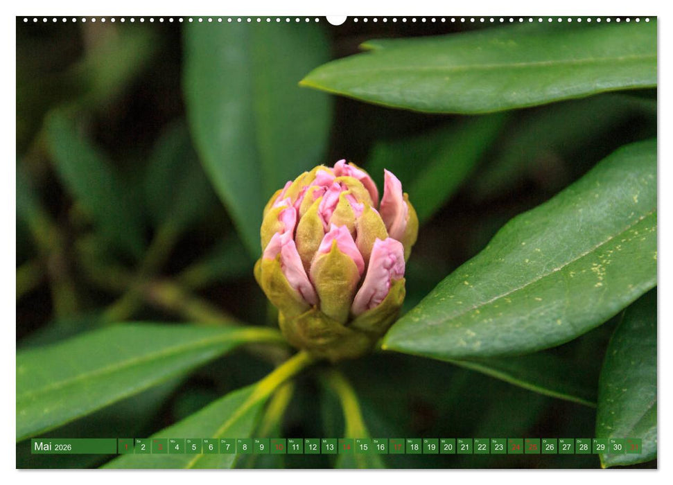 Parkgemeinde Kromlau (CALVENDO Premium Wandkalender 2026)