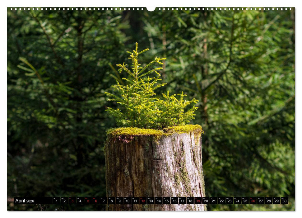 Arnsberger Wald (CALVENDO Premium Wandkalender 2026)