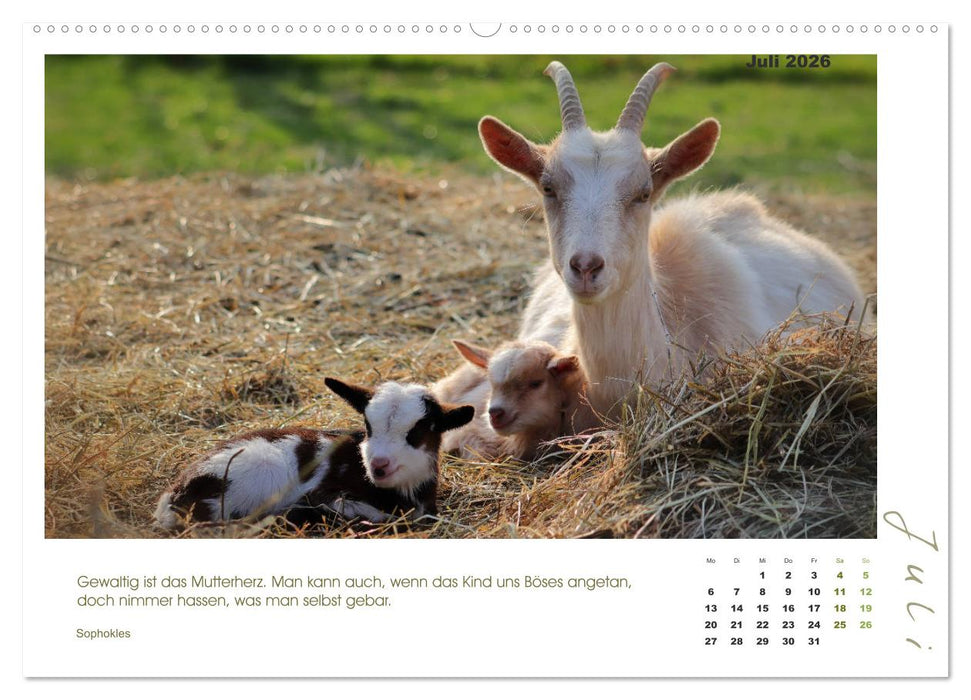 Mutterliebe - Ziegen mit ihren süßen Lämmern (CALVENDO Premium Wandkalender 2026)