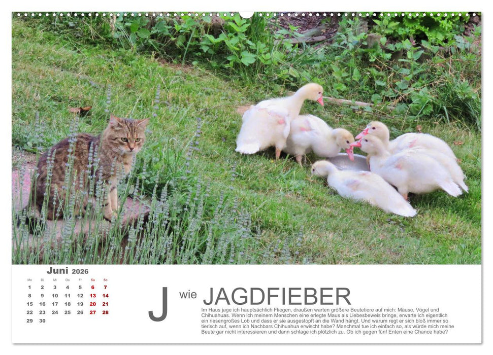 Katzen ABC (CALVENDO Premium Wandkalender 2026)