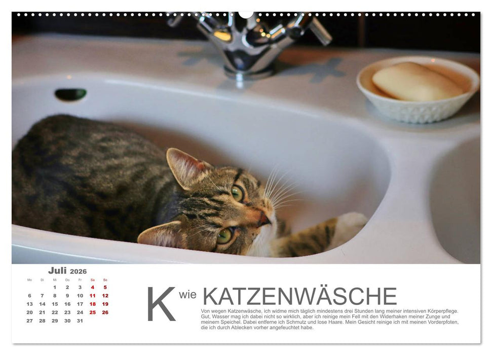 Katzen ABC (CALVENDO Premium Wandkalender 2026)