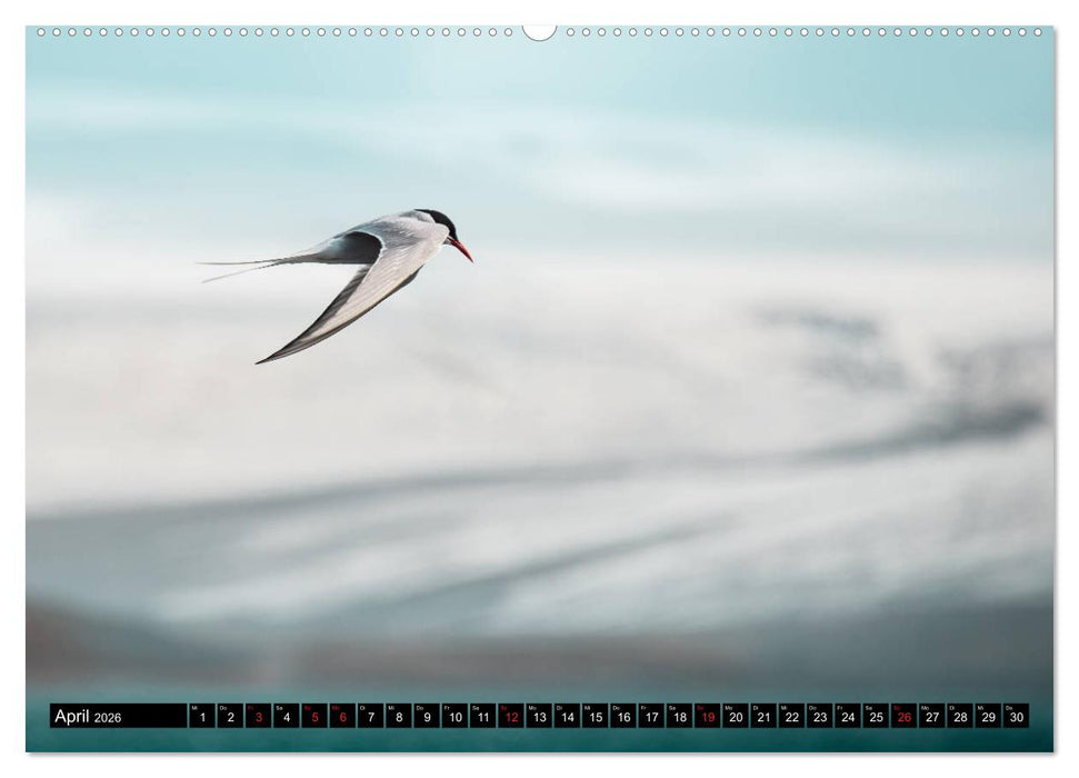 Island. Ein Land für Entdecker und Abenteurer. (CALVENDO Premium Wandkalender 2026)