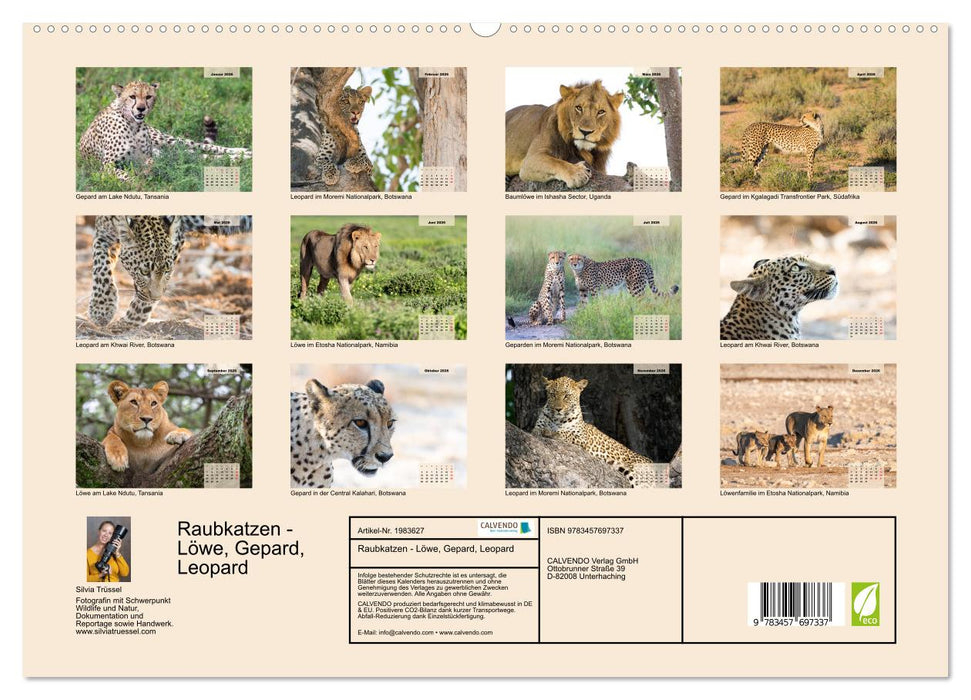 Raubkatzen - Löwe, Gepard, Leopard (CALVENDO Premium Wandkalender 2026)