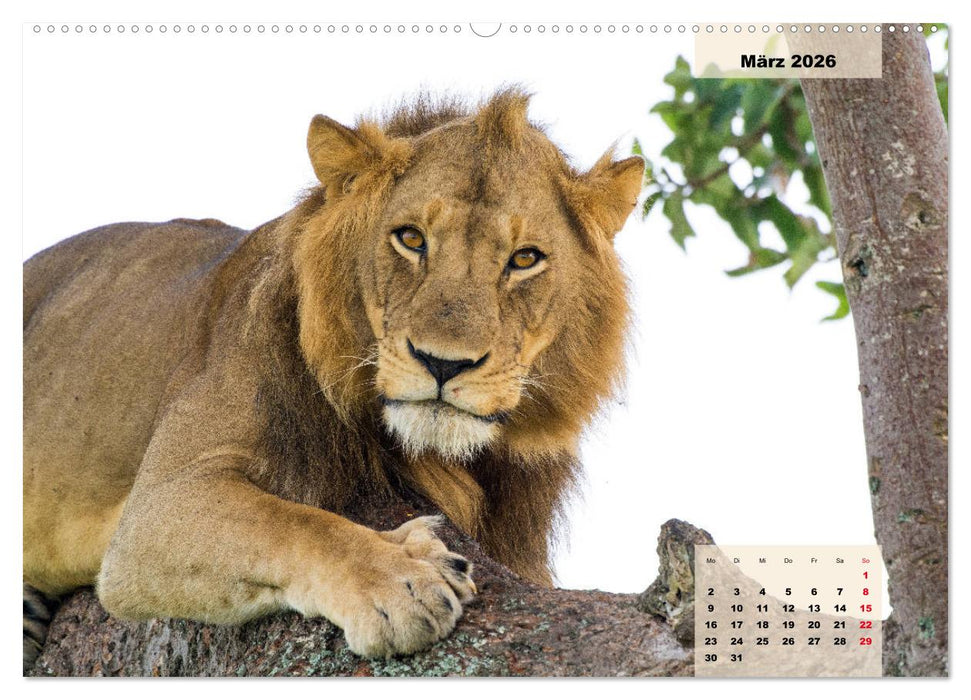 Raubkatzen - Löwe, Gepard, Leopard (CALVENDO Premium Wandkalender 2026)