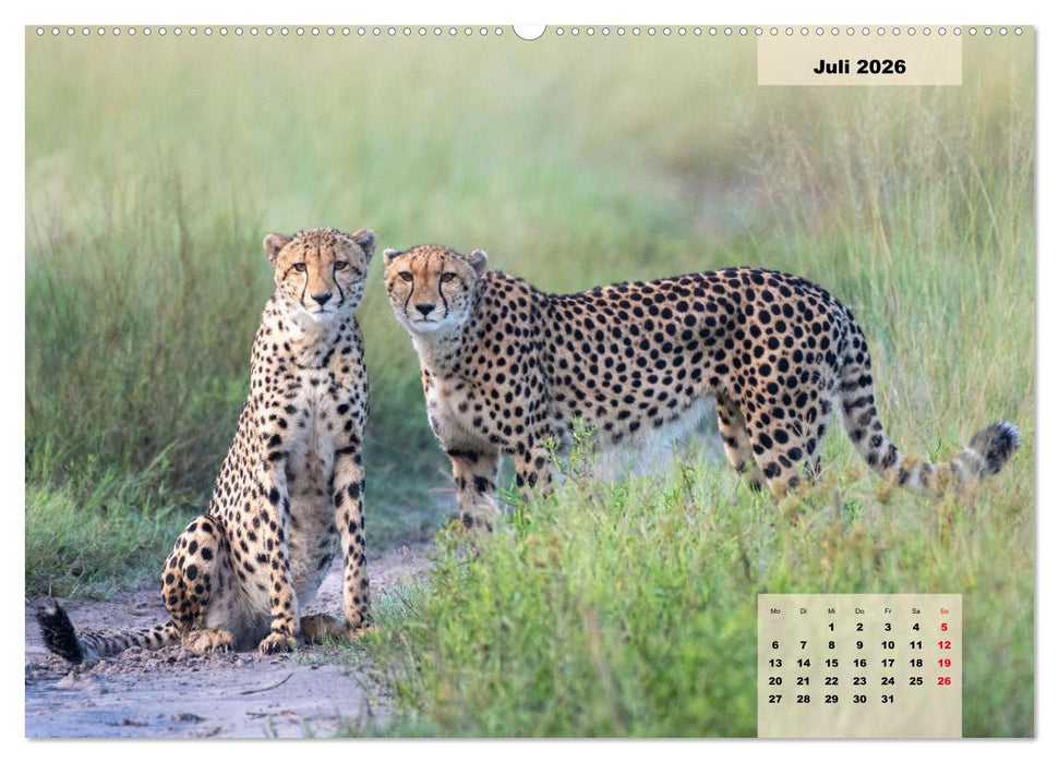 Raubkatzen - Löwe, Gepard, Leopard (CALVENDO Premium Wandkalender 2026)