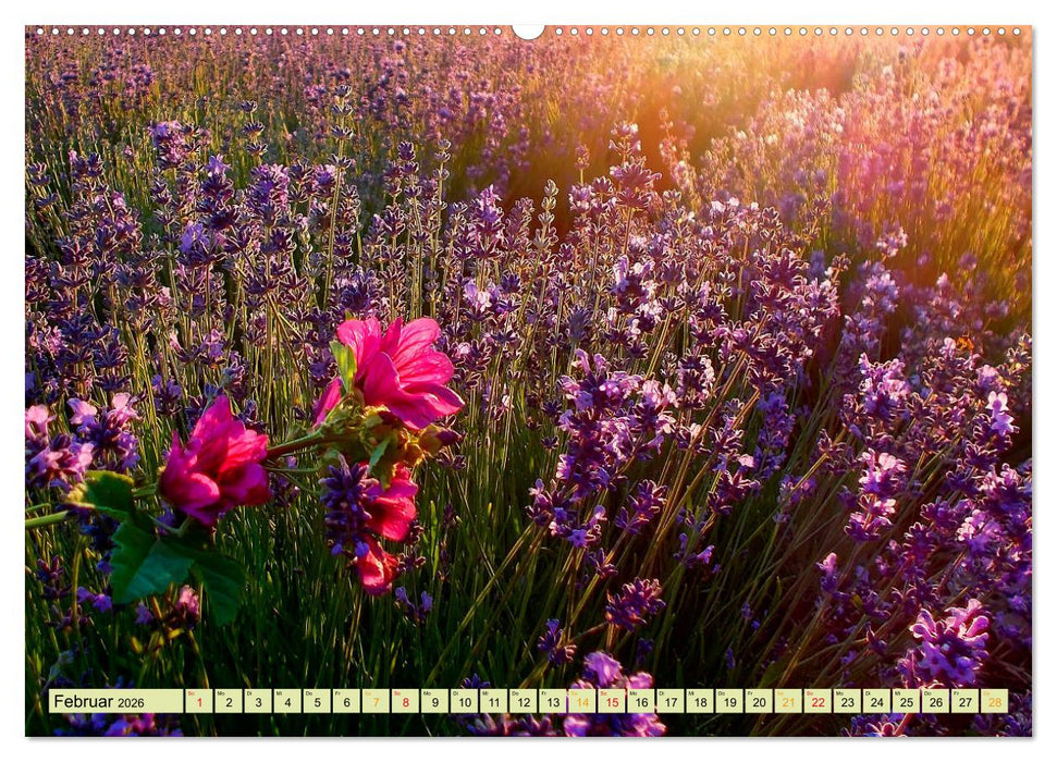Traum-Ziele - Lavendel der Provence, Frankreich (CALVENDO Wandkalender 2026)