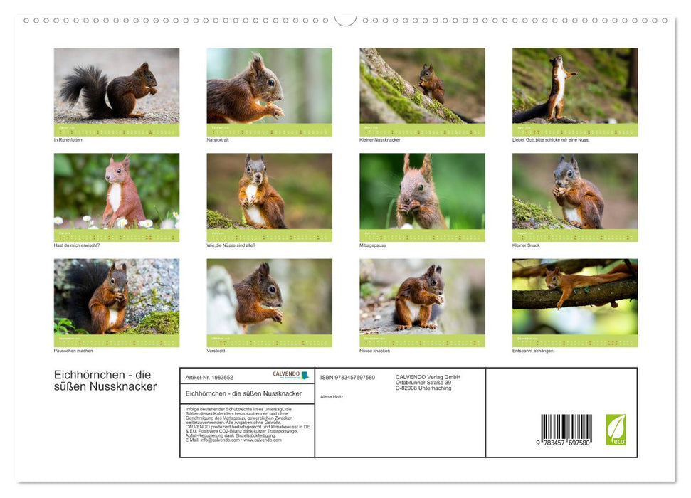 Eichhörnchen - die süßen Nussknacker (CALVENDO Premium Wandkalender 2026)