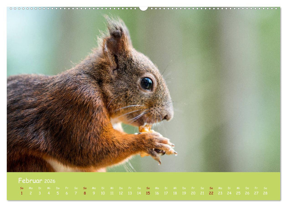 Eichhörnchen - die süßen Nussknacker (CALVENDO Premium Wandkalender 2026)