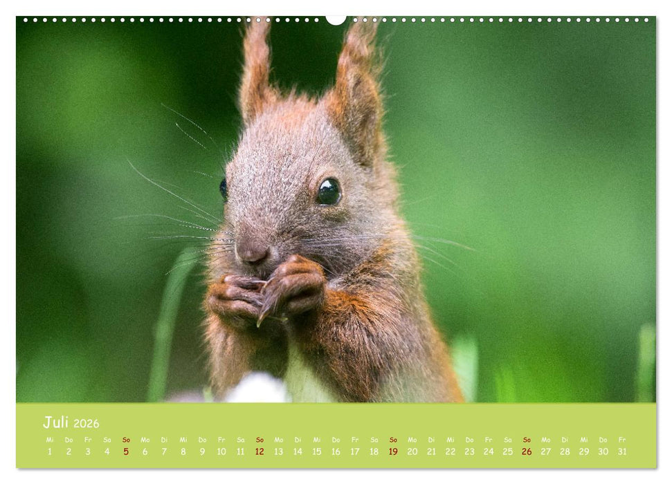 Eichhörnchen - die süßen Nussknacker (CALVENDO Premium Wandkalender 2026)