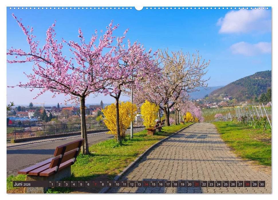 Gimmeldingen - Mandelblütenfest an der Deutschen Weinstraße (CALVENDO Premium Wandkalender 2026)