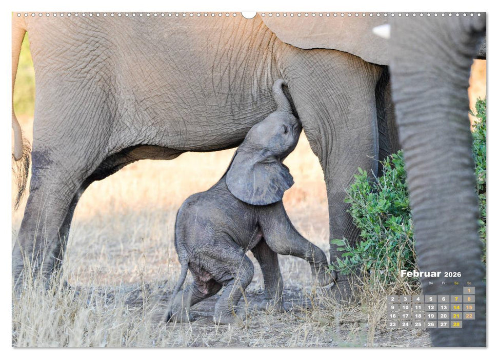 Babyelefanten (CALVENDO Premium Wandkalender 2026)