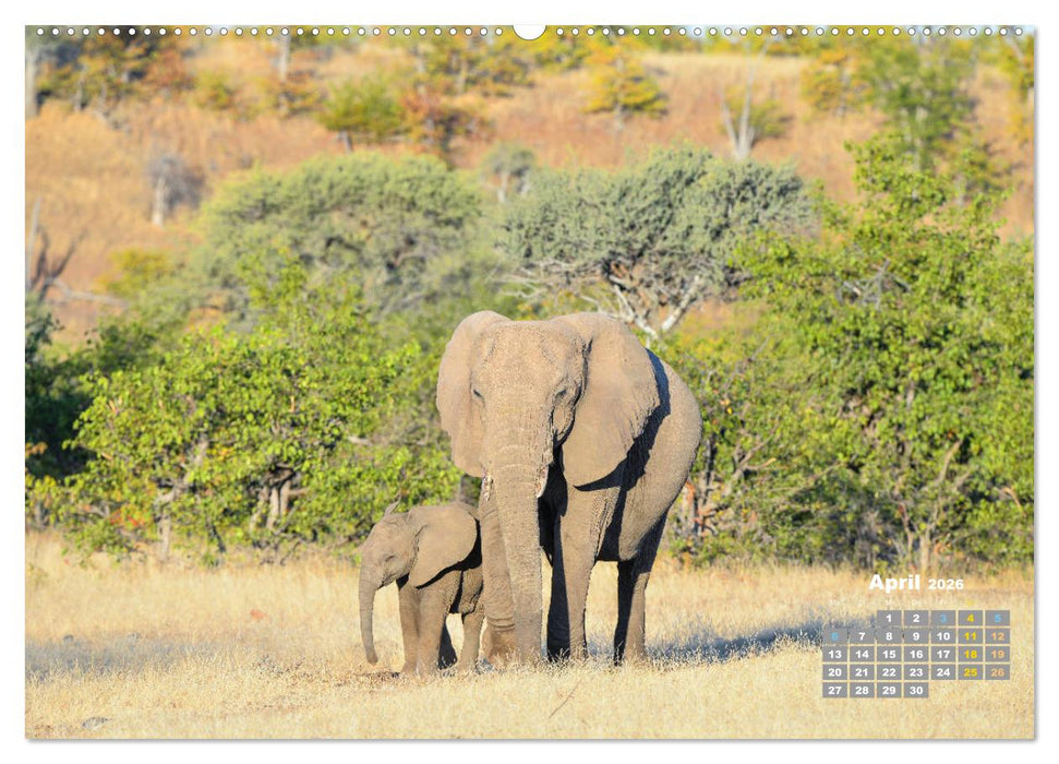 Babyelefanten (CALVENDO Premium Wandkalender 2026)