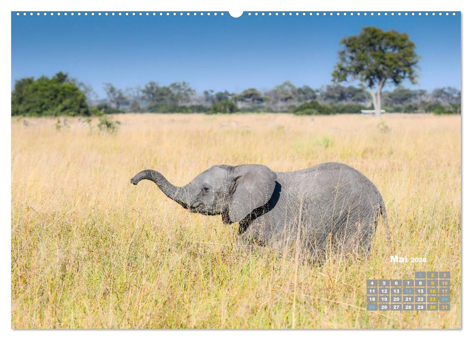 Babyelefanten (CALVENDO Premium Wandkalender 2026)