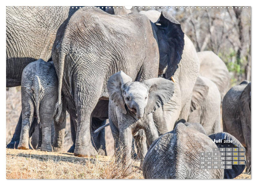 Babyelefanten (CALVENDO Premium Wandkalender 2026)