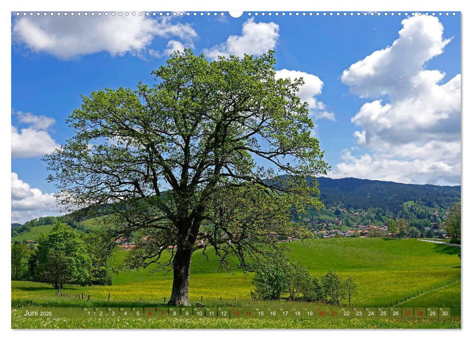 Mit Bäumen durchs Jahr (CALVENDO Premium Wandkalender 2026)