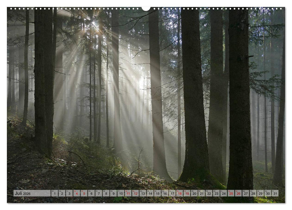 Mit Bäumen durchs Jahr (CALVENDO Premium Wandkalender 2026)