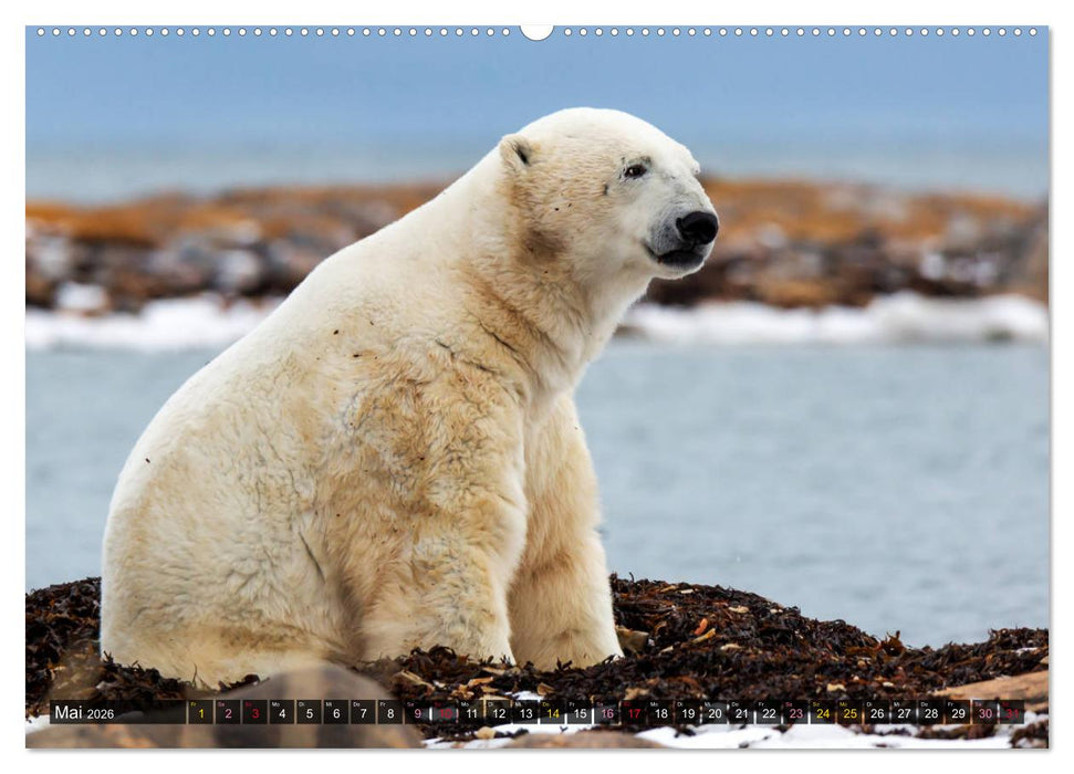 AN DER HUDSON BAY (CALVENDO Premium Wandkalender 2026)
