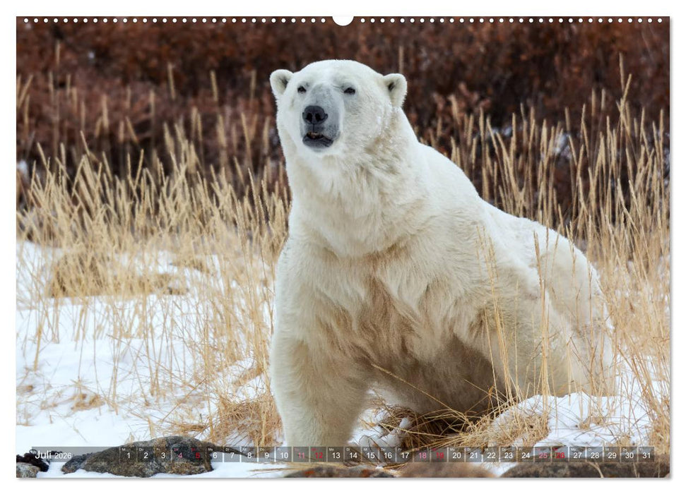 AN DER HUDSON BAY (CALVENDO Premium Wandkalender 2026)