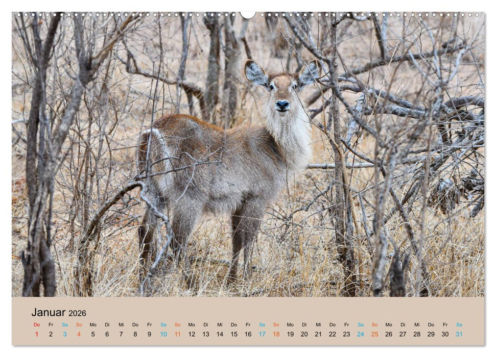 Antilopen, schön und schnell (CALVENDO Premium Wandkalender 2026)