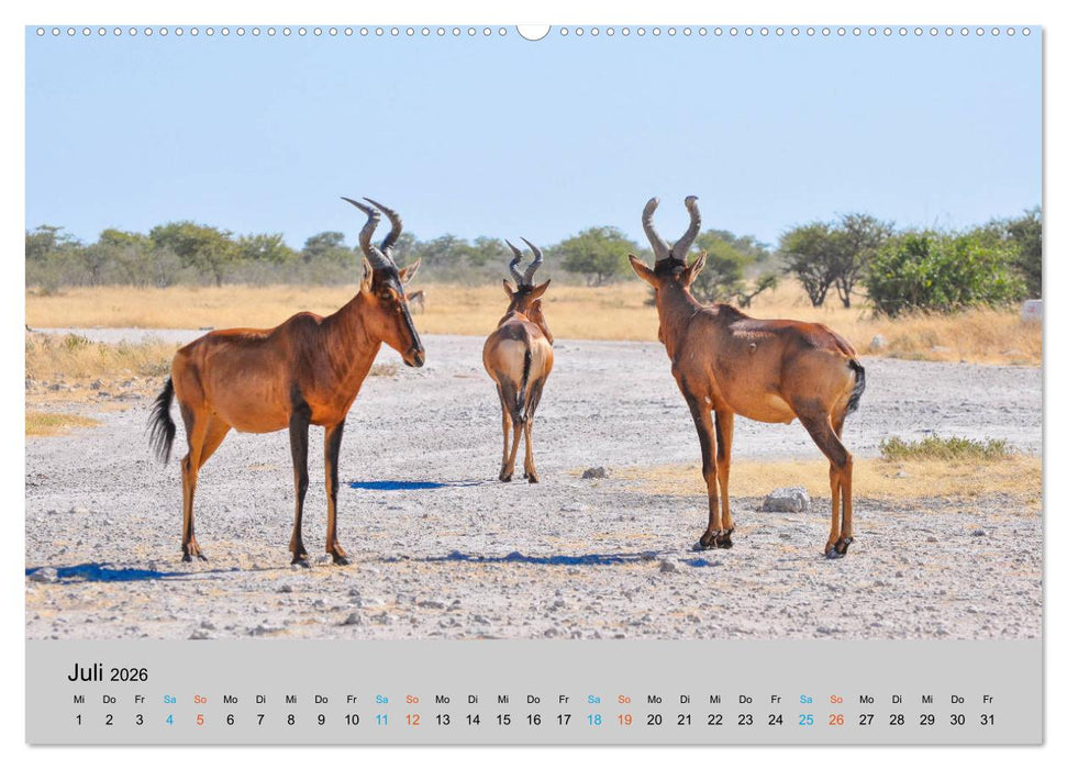 Antilopen, schön und schnell (CALVENDO Premium Wandkalender 2026)