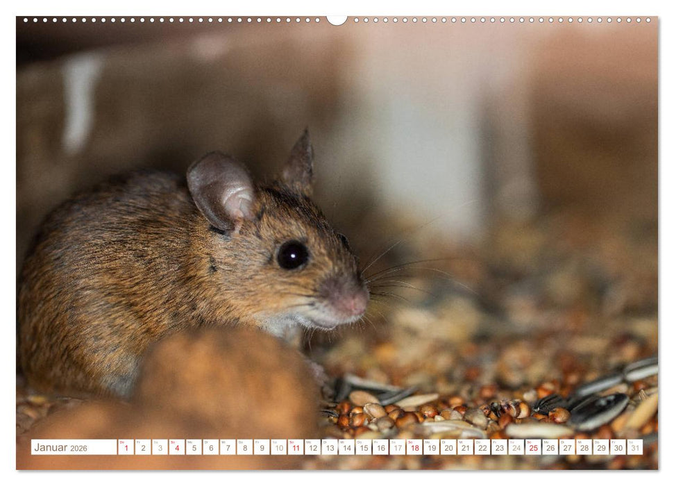 Die Maus im Vogelhaus (CALVENDO Premium Wandkalender 2026)