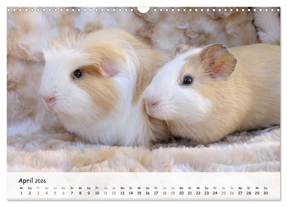 Meerschweinchen 2026 - bezaubernd, hinreißend, entzückend (CALVENDO Wandkalender 2026)